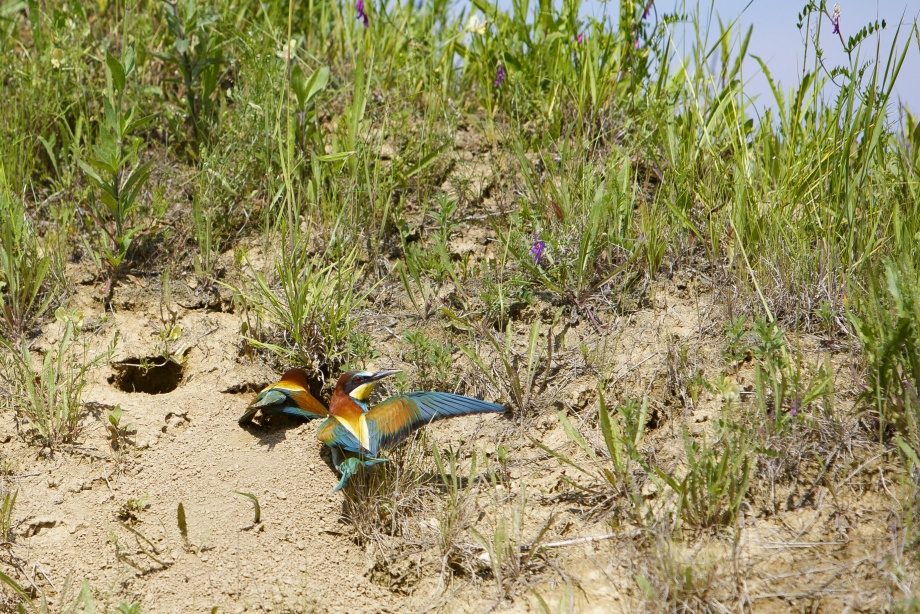gyurgyalag_loszfal