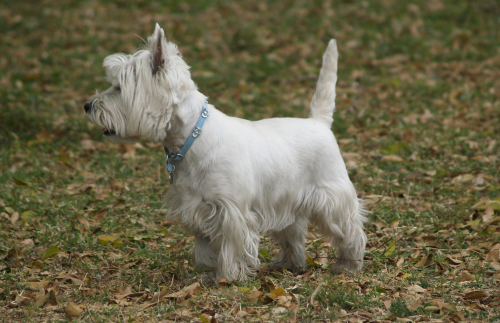 Westie: West Highland White Terrier, akiből skót whisky reklám lett