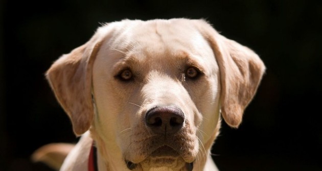 Továbbra is labrador retriever a legnépszerűbb kutyafajta az Egyesült Államokban