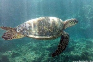Kihalás fenyegeti a hüllők közel egyötödét