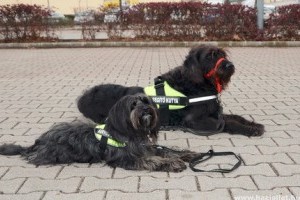 Újabb hallássérült-segítő kutyák állhatnak munkába Magyarországon
