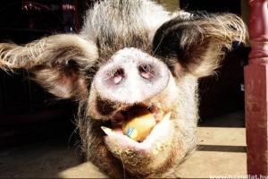 A legkövérebb brit disznó 420 kilós