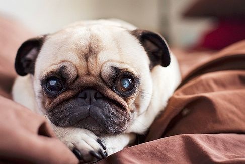 mopsz_orolbefogadas