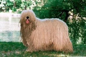 Komondor