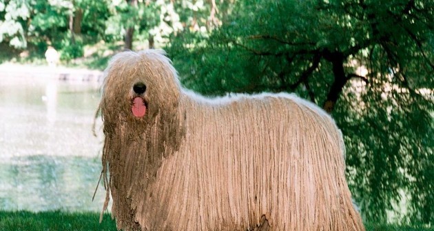 Komondor