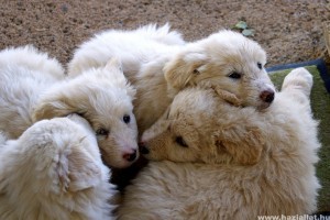 Kuvasz, az intelligens kutya