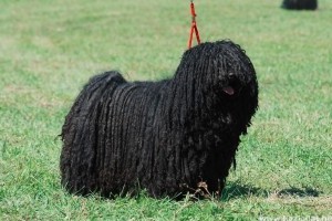 A puli nem kutya, az Puli