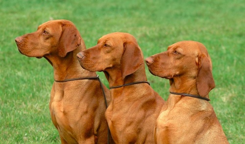 magyar_vizsla