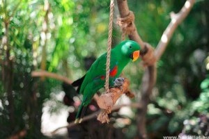 Nemespapagáj (Eclectus roratus)