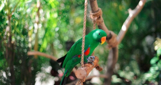 Nemespapagáj (Eclectus roratus)