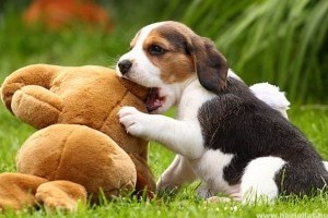 Az egészséges beagle