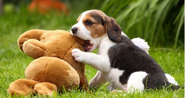 Az egészséges beagle