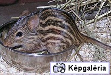 Vipera helyett mókust!