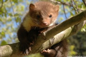 Elárvult nyestek a természetvédelem szolgálatában
