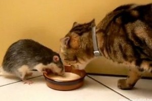 Tom és Jerry az életben