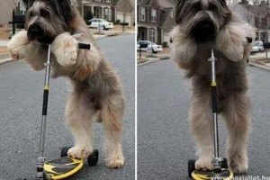 Norman a világ leggyorsabban rollerező kutyája