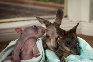 A vombat a kenguru és a wallaby barátsága