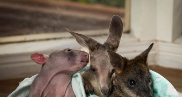 A vombat a kenguru és a wallaby barátsága