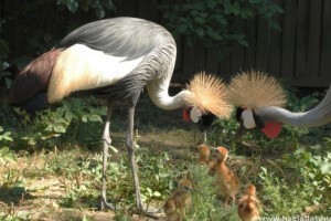 Koronásdaru-fiókák keltek ki a Nyíregyházi Állatparkban