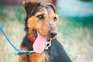 Kutyakereső alkalmazást fejlesztettek ki okostelefonra