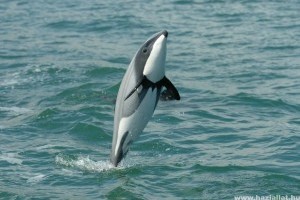 Végveszélyben a legapróbb delfinek