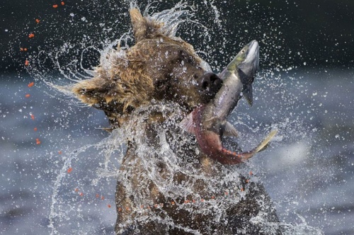 Wildlife Photographer of the Year 2013