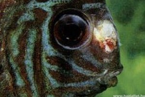 Halbetegség: Hexamitiasis (lyuk a fejen)