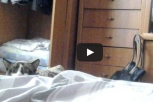 Dobj el mindent, itt az új kedvenc macskás videónk!