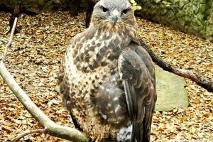 Két mentett egerészölyv költözött a Budakeszi Vadasparkba