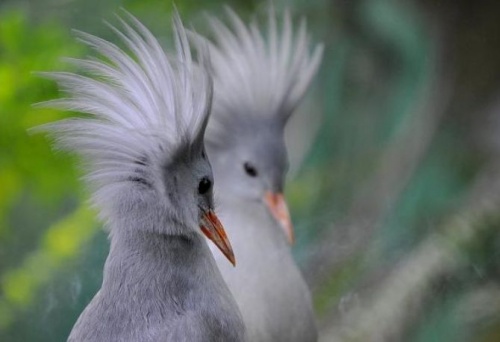 kagu