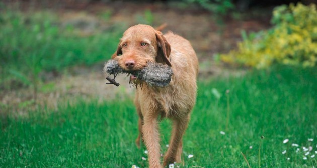 Drótszőrű vizsla is indulhat jövőre a legrangosabb amerikai kutyakiállításon