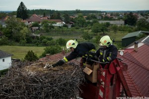 Gólyamentés Nagyhalászban – anyjuk nélkül maradt fiókák