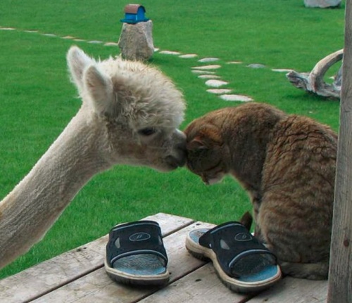 alpaca