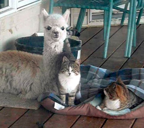 alpaca5