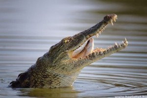 Krokodil lakik egy krétai tóban
