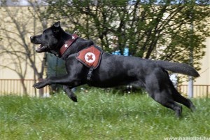 A világ legjobb mentőkutyái közé választottak egy magyar ebet