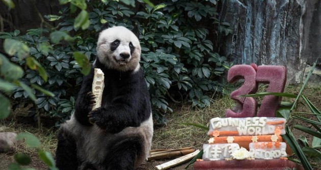 Meghalt a legöregebb Panda