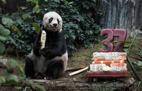 meghalt_panda