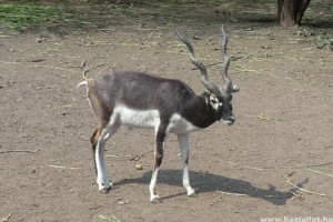 Öt indiai antilop született a Nyíregyházi Állatparkban