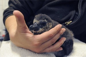 Gondozó nevel egy pingvinfiókát a Szegedi Vadasparkban