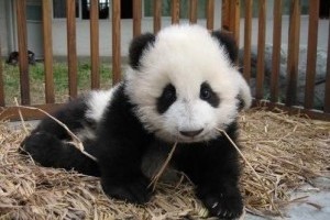 Pandaovi lett egy kutatóintézetből