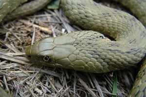2016 év hüllője a kockás sikló