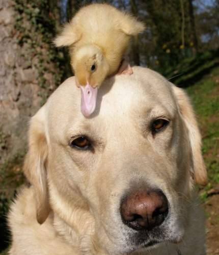 fred_labrador_es_denis_a_kacsa