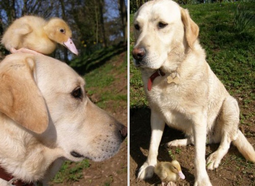 fred_labrador_es_denis_a_kacsa2