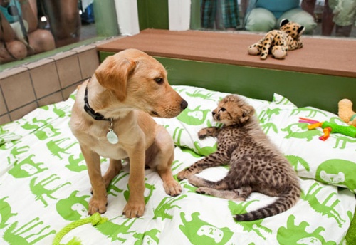 labrador_gepard