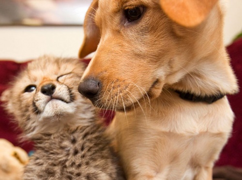 labrador_gepard2