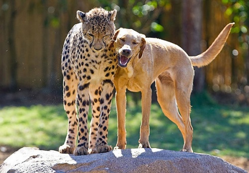 labrador_gepard3