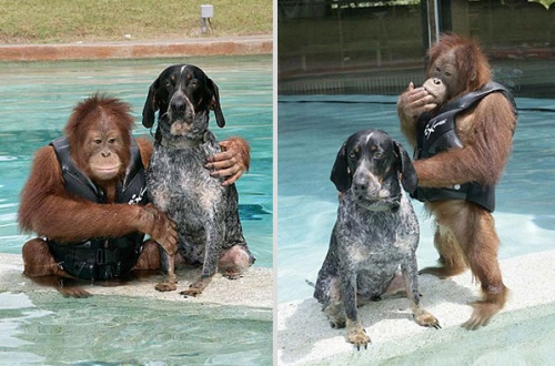 orangutan_kutya2