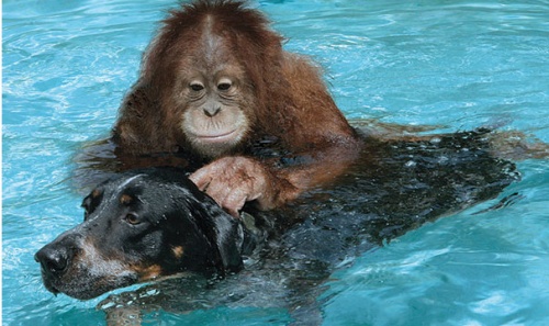 orangutan_kutya3