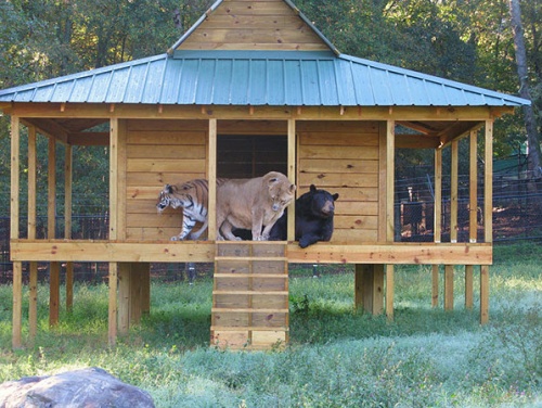 shere_khan_baloo_leo